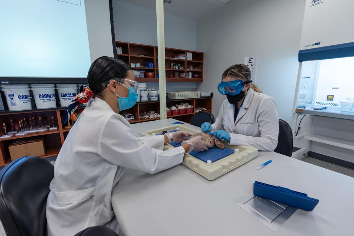 Embry-Riddle students Hailey Mumpower and Linda Delgado work with Dr. Alesha Fleming, Associate Professor in Anatomy and Physiology, in the Anatomy and Physiolgy laboratory disecting cow hearts and eyes as well as studying models of the human leg, arm, and brain.