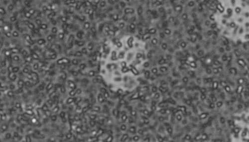 Figure: Micro-speckles formed on a matrix-fiber system for DIC analysis.