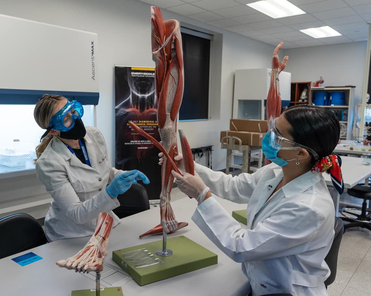 Embry-Riddle students Hailey Mumpower and Linda Delgado work with Dr. Alesha Fleming, Associate Professor in Anatomy and Physiology, in the Anatomy and Physiology laboratory dissecting cow hearts and eyes as well as studying models of the human leg, arm, and brain.