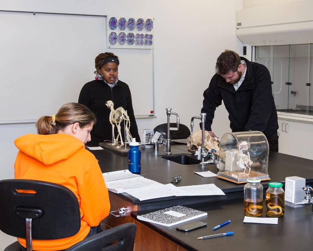 Students examine skeletons in the Biology lab