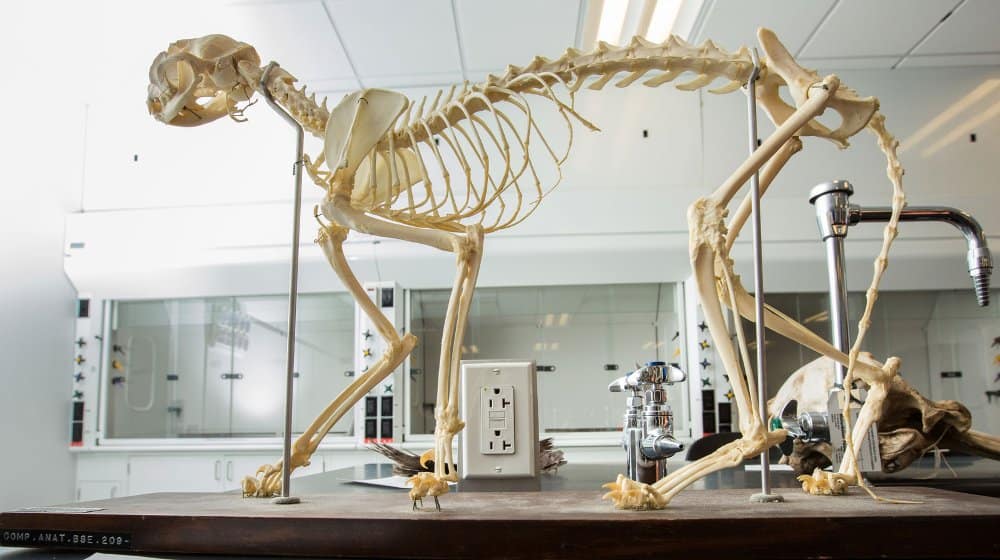 Animal skeleton in the Biology Lab